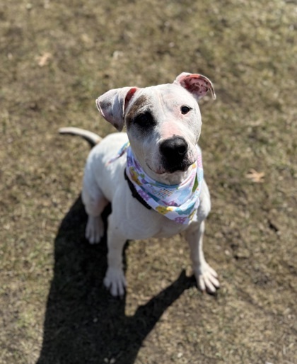 Willie Nelson, an adoptable Pit Bull Terrier, Mixed Breed in Harbor Springs, MI, 49740 | Photo Image 1
