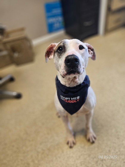 Willie Nelson, an adoptable Pit Bull Terrier, Mixed Breed in Harbor Springs, MI, 49740 | Photo Image 3