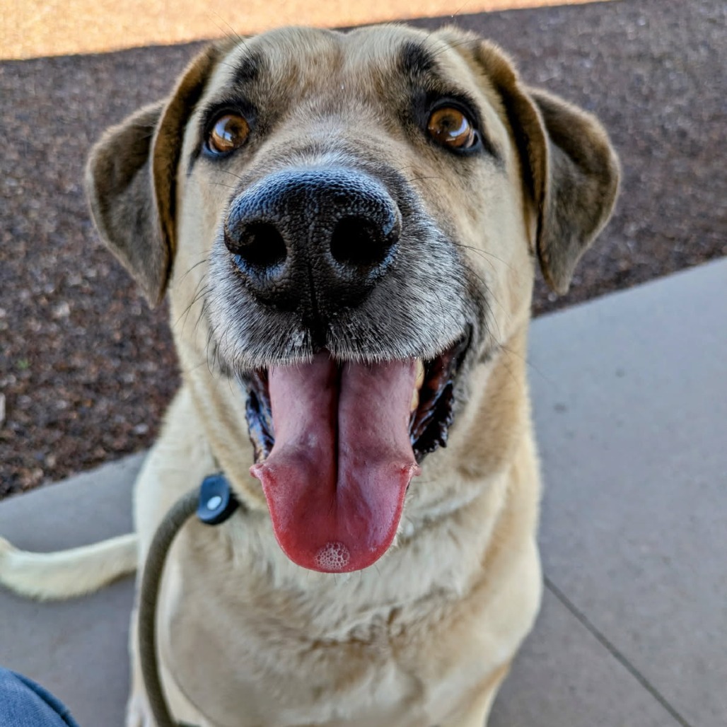 Puddin - Leash Trained, Loves People!