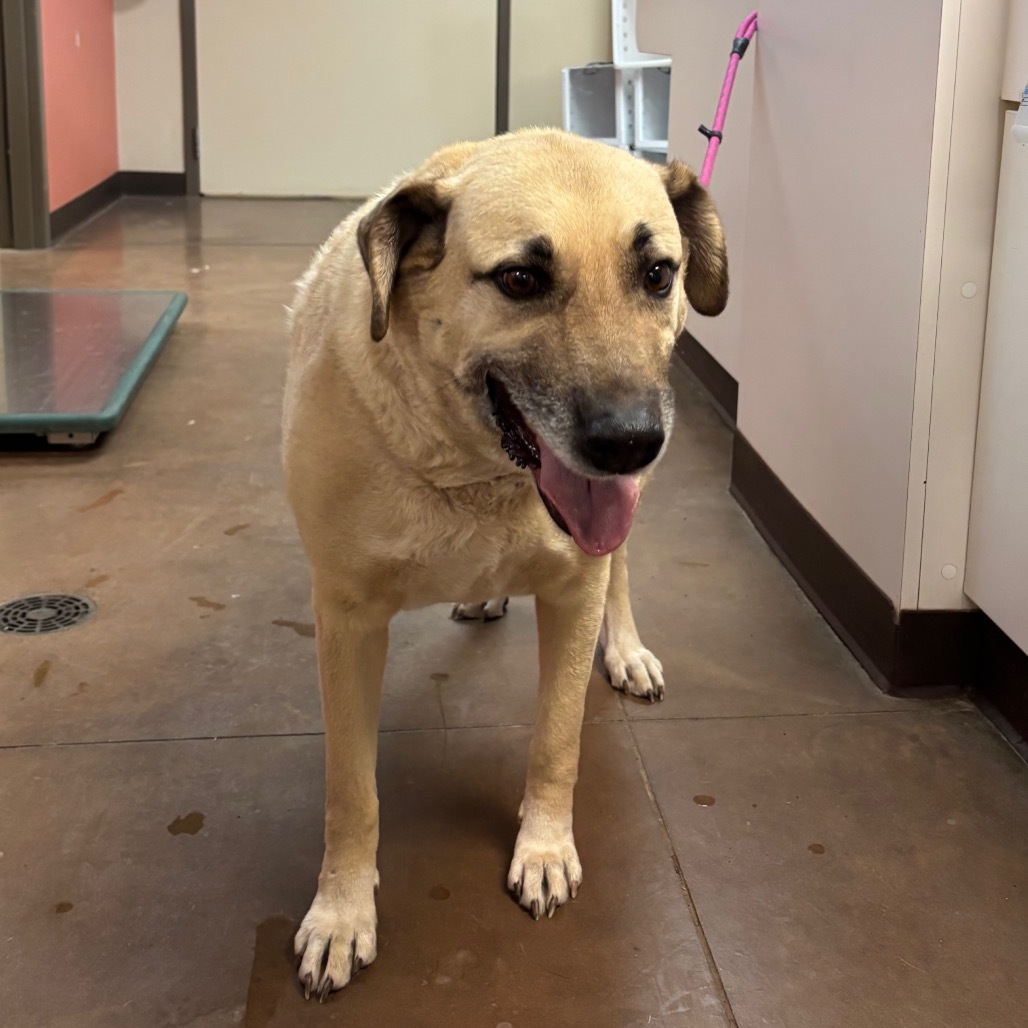 Puddin - Leash Trained, Loves People!