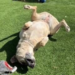 Puddin - Leash Trained, Loves People!