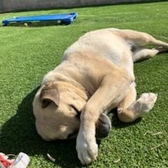 Puddin - Leash Trained, Loves People!