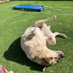 Puddin - Leash Trained, Loves People!