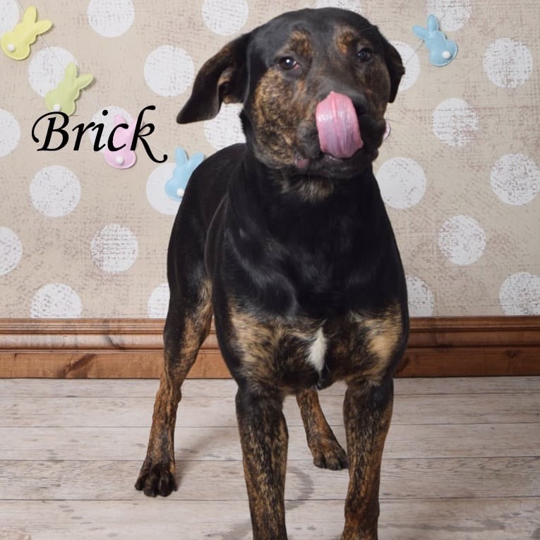 Brick