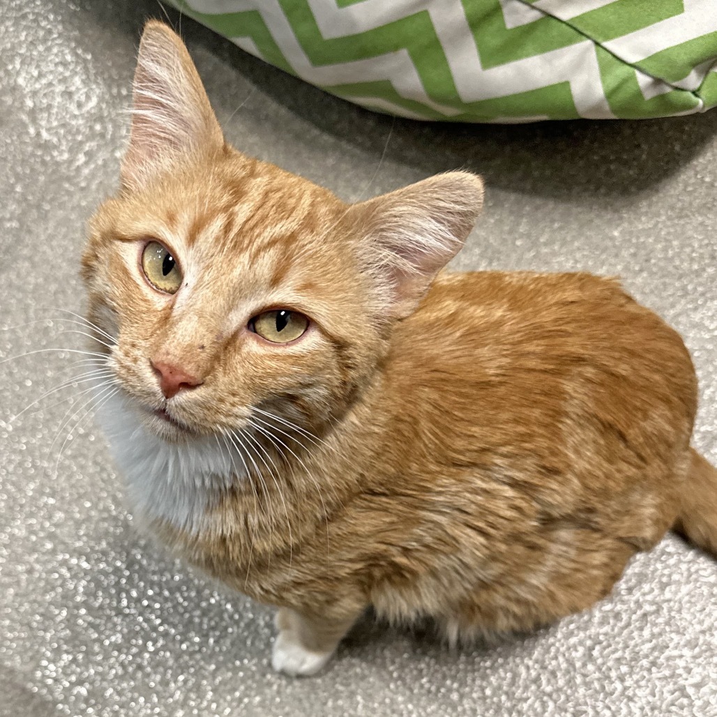 Toes, an adoptable Domestic Short Hair in Hailey, ID, 83333 | Photo Image 1