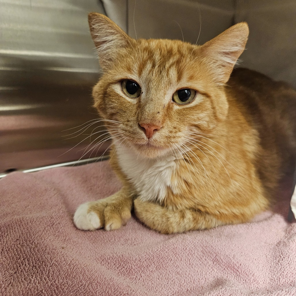 Toes, an adoptable Domestic Short Hair in Hailey, ID, 83333 | Photo Image 2