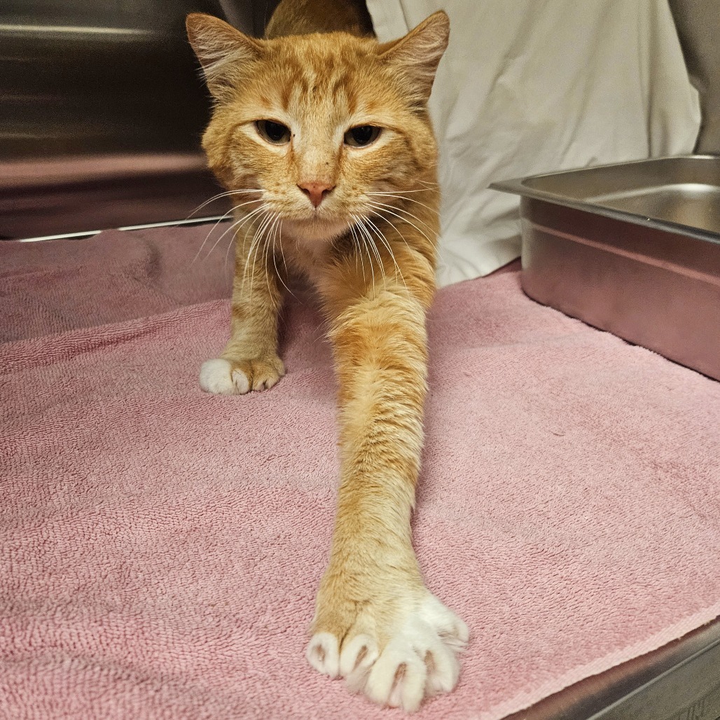 Toes, an adoptable Domestic Short Hair in Hailey, ID, 83333 | Photo Image 3