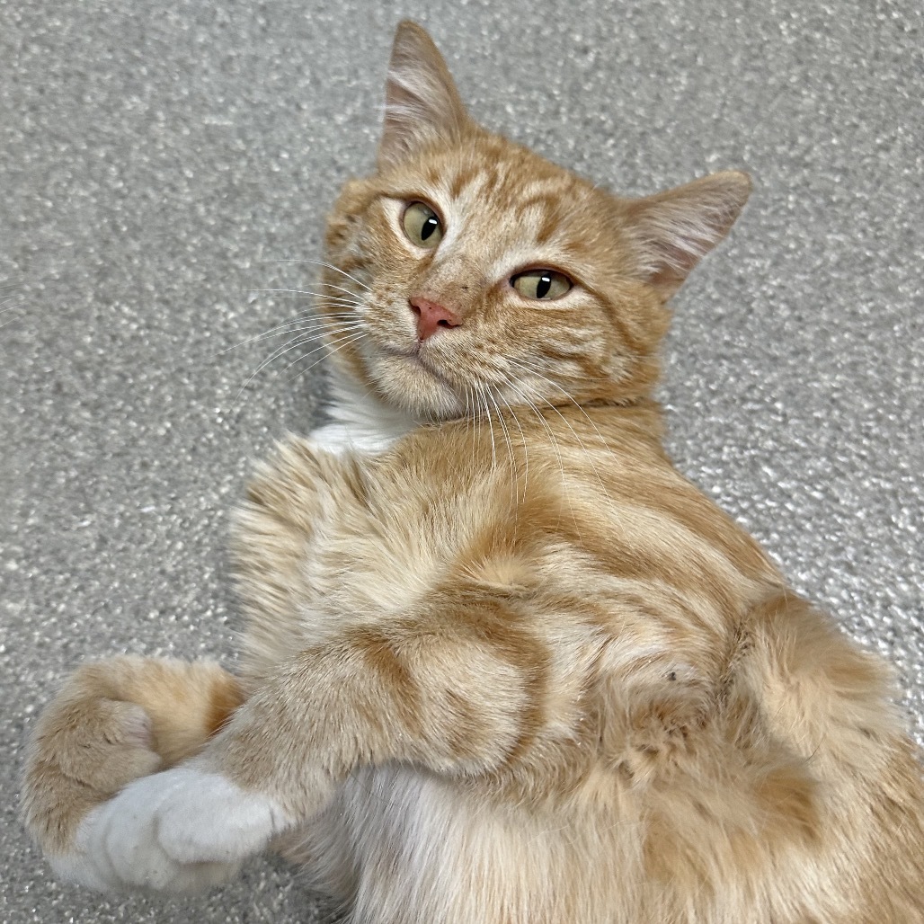Toes, an adoptable Domestic Short Hair in Hailey, ID, 83333 | Photo Image 4
