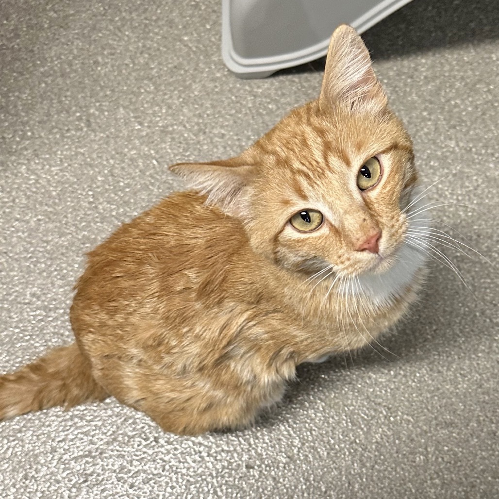 Toes, an adoptable Domestic Short Hair in Hailey, ID, 83333 | Photo Image 5