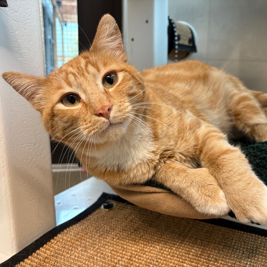 Toes, an adoptable Domestic Short Hair in Hailey, ID, 83333 | Photo Image 5