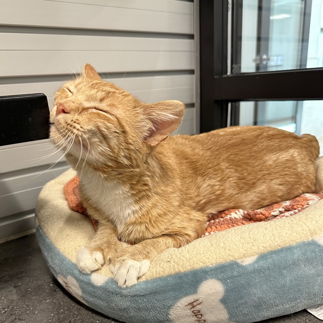 Toes, an adoptable Domestic Short Hair in Hailey, ID, 83333 | Photo Image 6