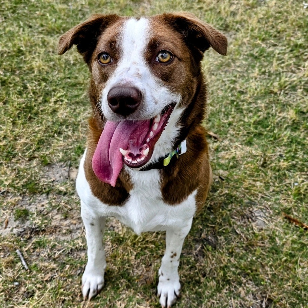 Debbie, an adoptable McNab in Beaumont, TX, 77704 | Photo Image 1