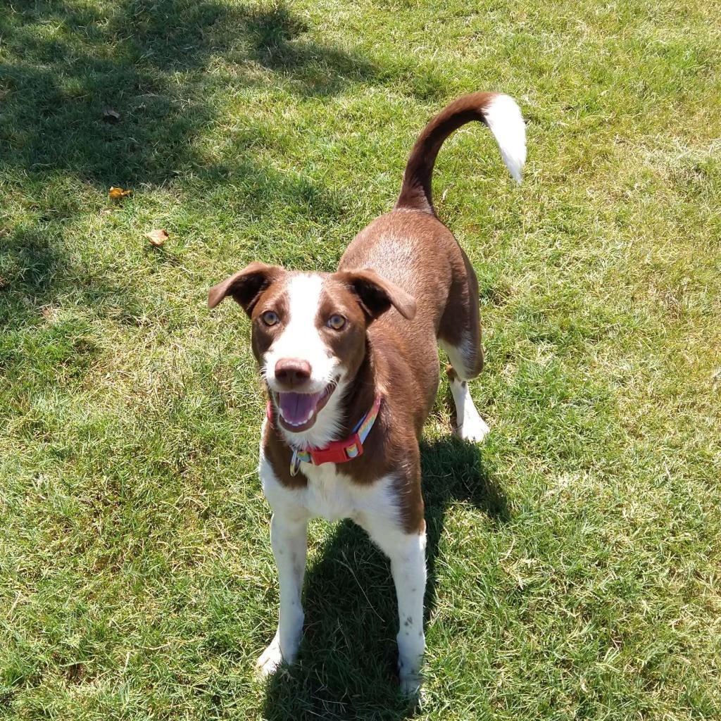 Debbie, an adoptable McNab in Beaumont, TX, 77704 | Photo Image 2