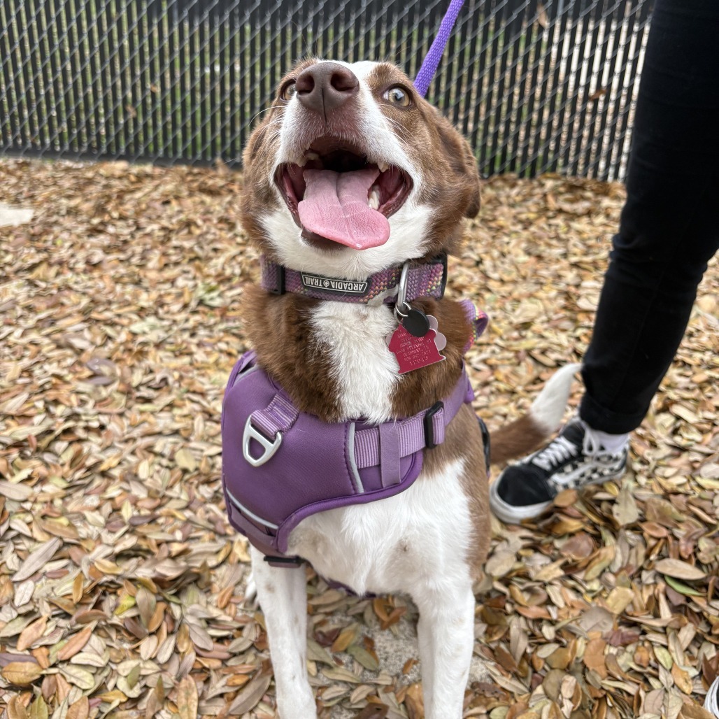Debbie, an adoptable McNab in Beaumont, TX, 77704 | Photo Image 3
