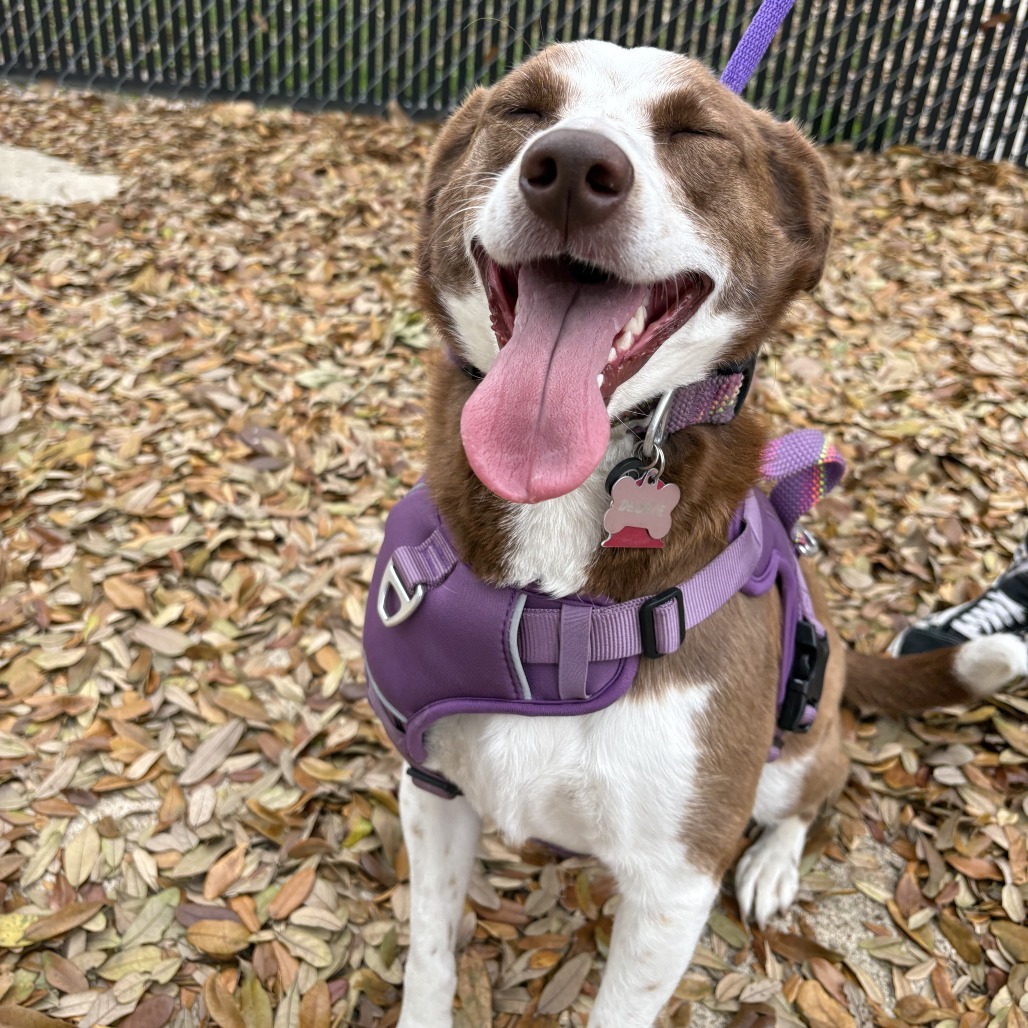 Debbie, an adoptable McNab in Beaumont, TX, 77704 | Photo Image 4