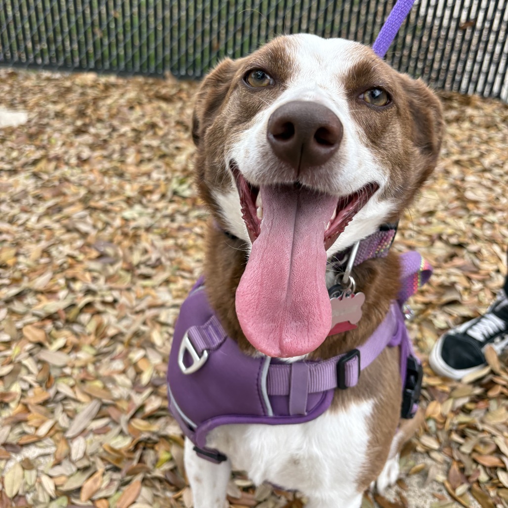 Debbie, an adoptable McNab in Beaumont, TX, 77704 | Photo Image 5