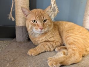 Thomas Omalley +, Adult Male Domestic Medium Hair