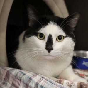 Cowboy, Young Male Domestic Short Hair