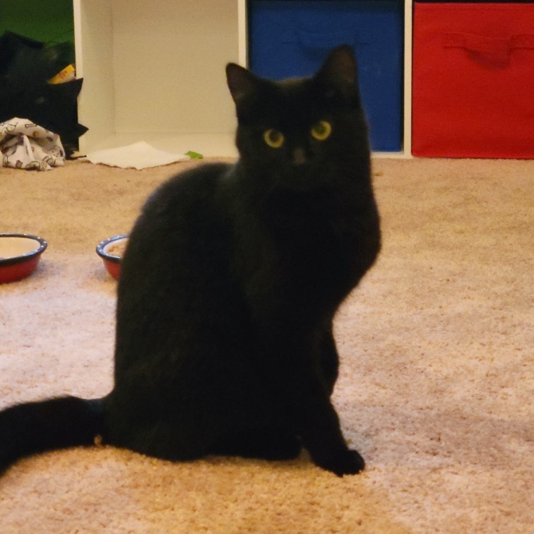 Wednesday, an adoptable Domestic Short Hair in Ashland, OR, 97520 | Photo Image 1