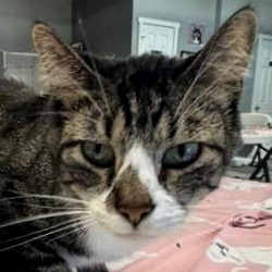Razzle Dazzle, Adult Male Domestic Short Hair