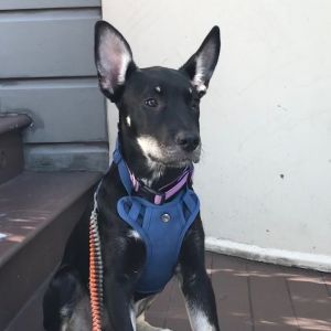 Meet Carole King a mixed breed pup with kangaroo ears and distinct marking CK is a typical puppy 