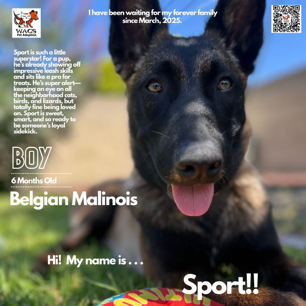 Sport
