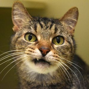 Evie, Senior Female unknown