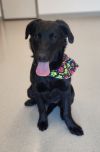 Rosita