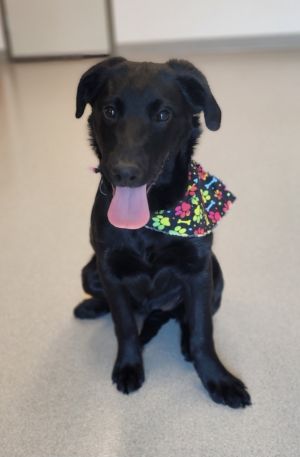 Rosita