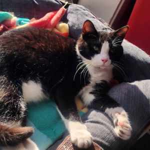 Cosmo Domestic Medium Hair Cat