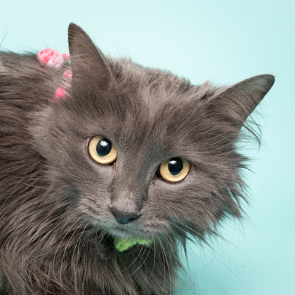 Barn Cat Luna, an adoptable Domestic Long Hair, Domestic Short Hair in Caldwell, ID, 83607 | Photo Image 1