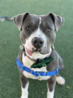 Hi Im Fenway-a goofy 3-year-old pittie with a permanently adorable tongue that loves to stick out
