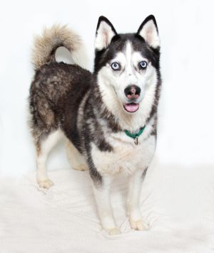 Meet Noble a 6-year-old Husky with striking blue eyes and a heart full of love Known for his adven
