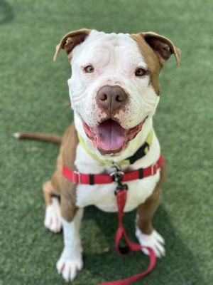 Hey there Im Lenny a 3-year-old pittiebulldog mix with a ridiculously adorable chunky face and a