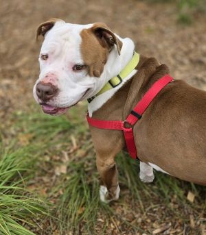 Hey there Im Lenny a 3-year-old pittiebulldog mix with a ridiculously adorable chunky face and a