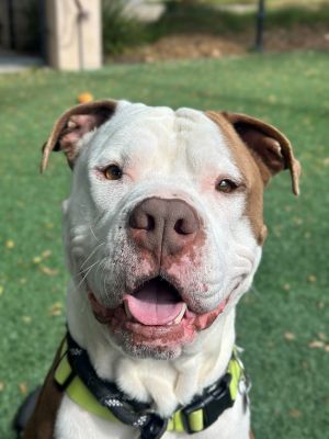 Hey there Im Lenny a 3-year-old pittiebulldog mix with a ridiculously adorable chunky face and a