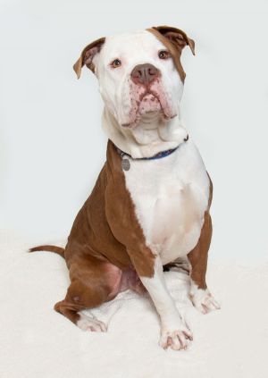 Hey there Im Lenny a male 3-year-old pittiebulldog mix with a big squishy face and an even bigg