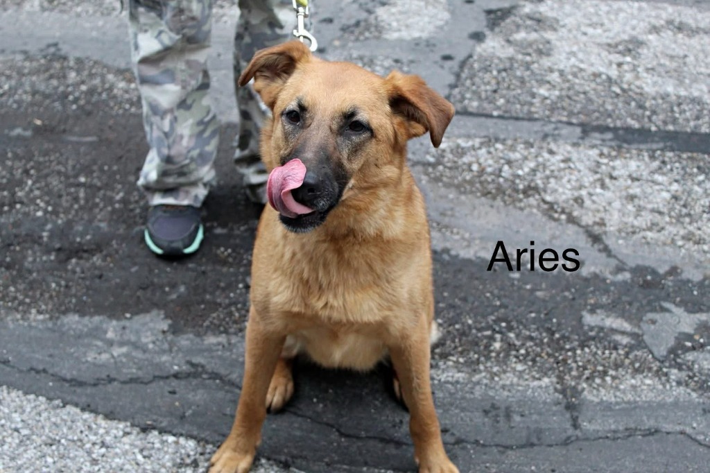 Aries
