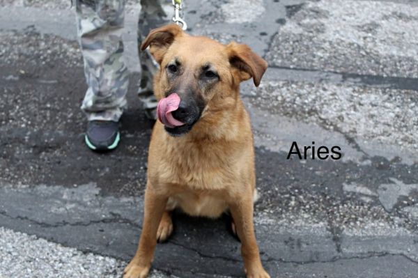 Aries thumbnail 4