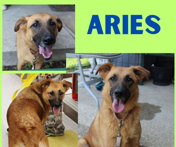 Aries thumbnail 5