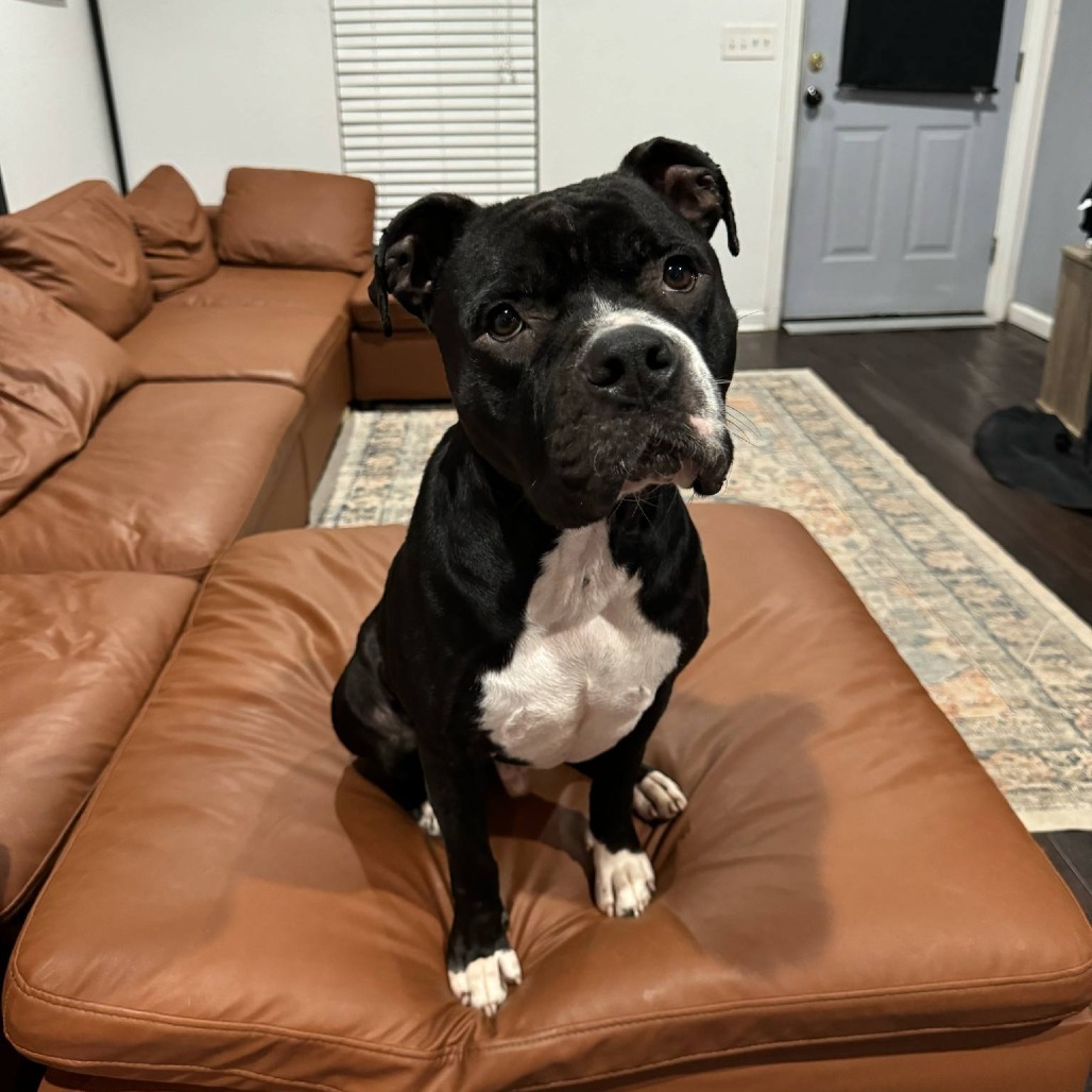 Hugo
