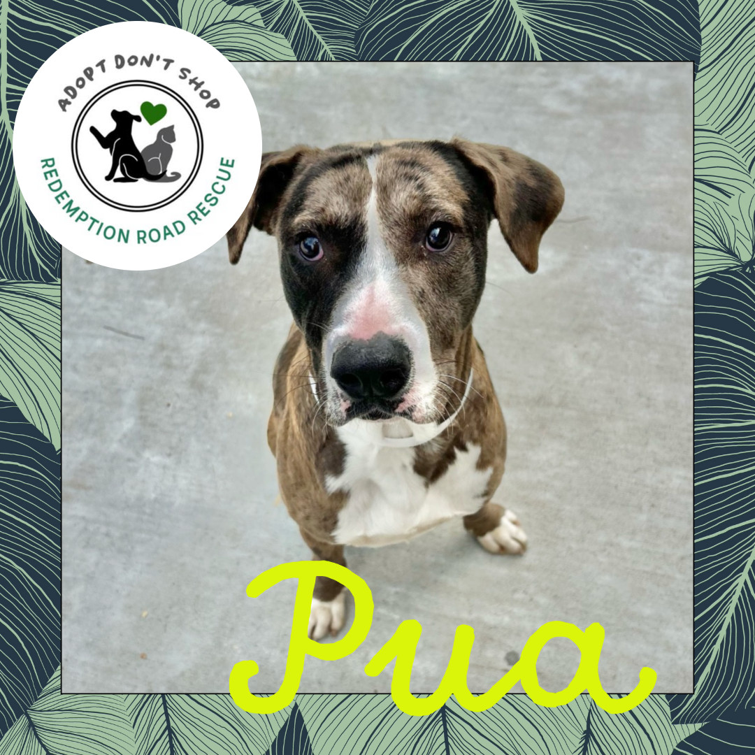 Pua *FOSTER NEEDED - BLIND*