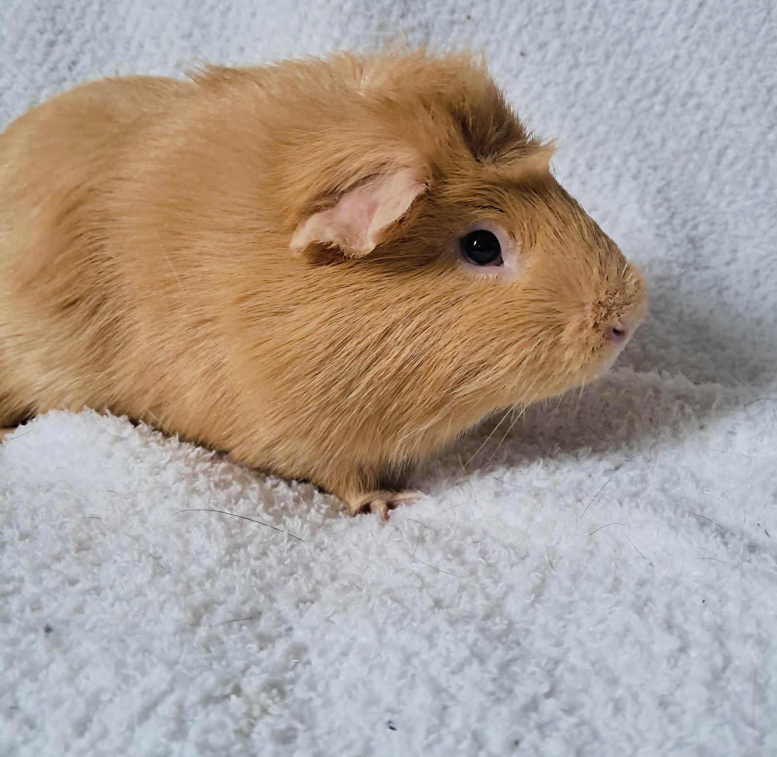 Potato Chip