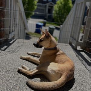 Meet Rebel a charming little pup with a heart of gold This sweet boy is great on the leash making
