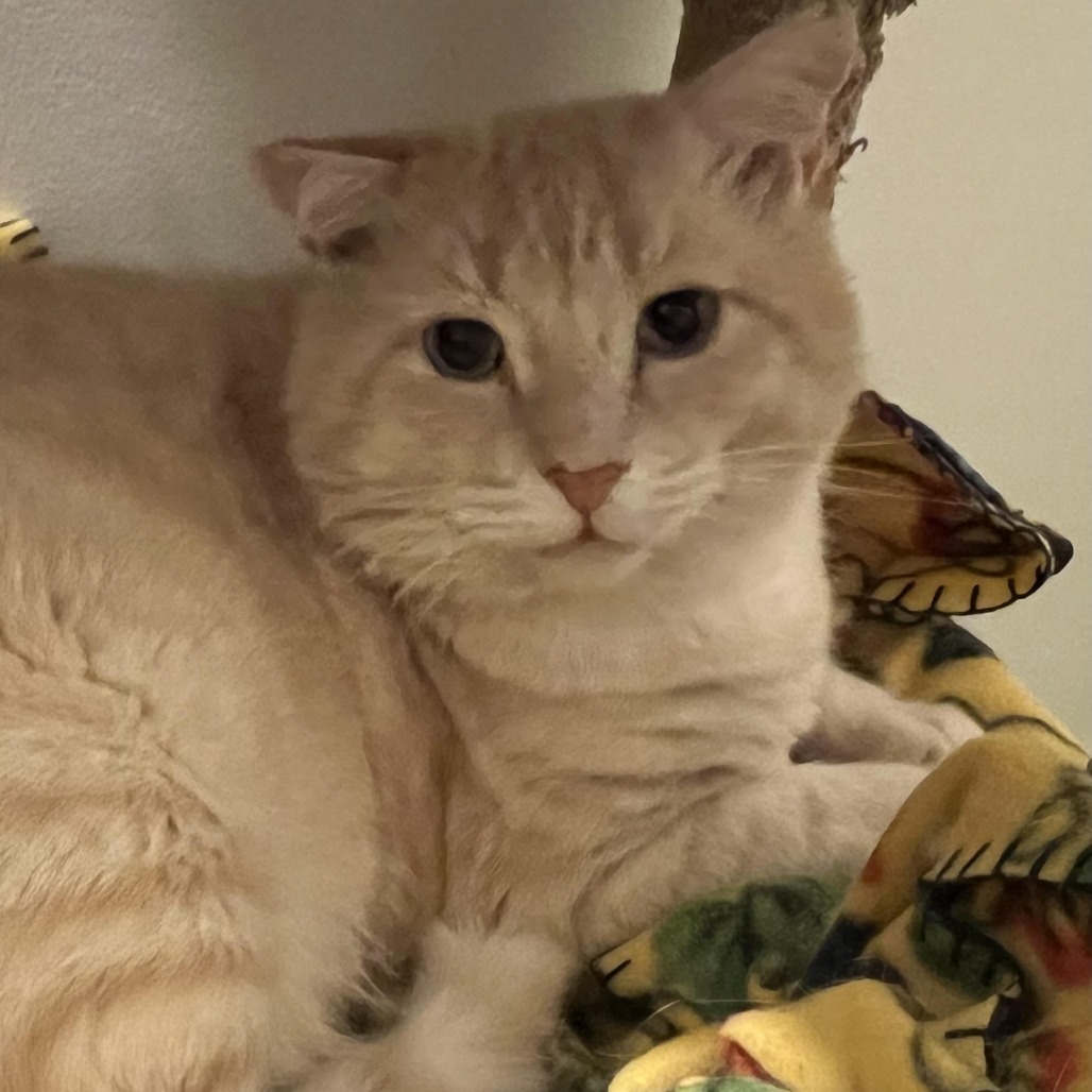 Big Boy Pooh Bear