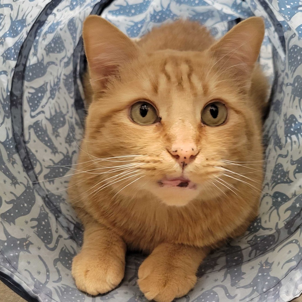 Simba