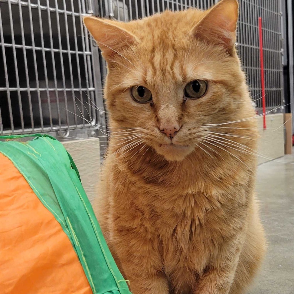 Simba