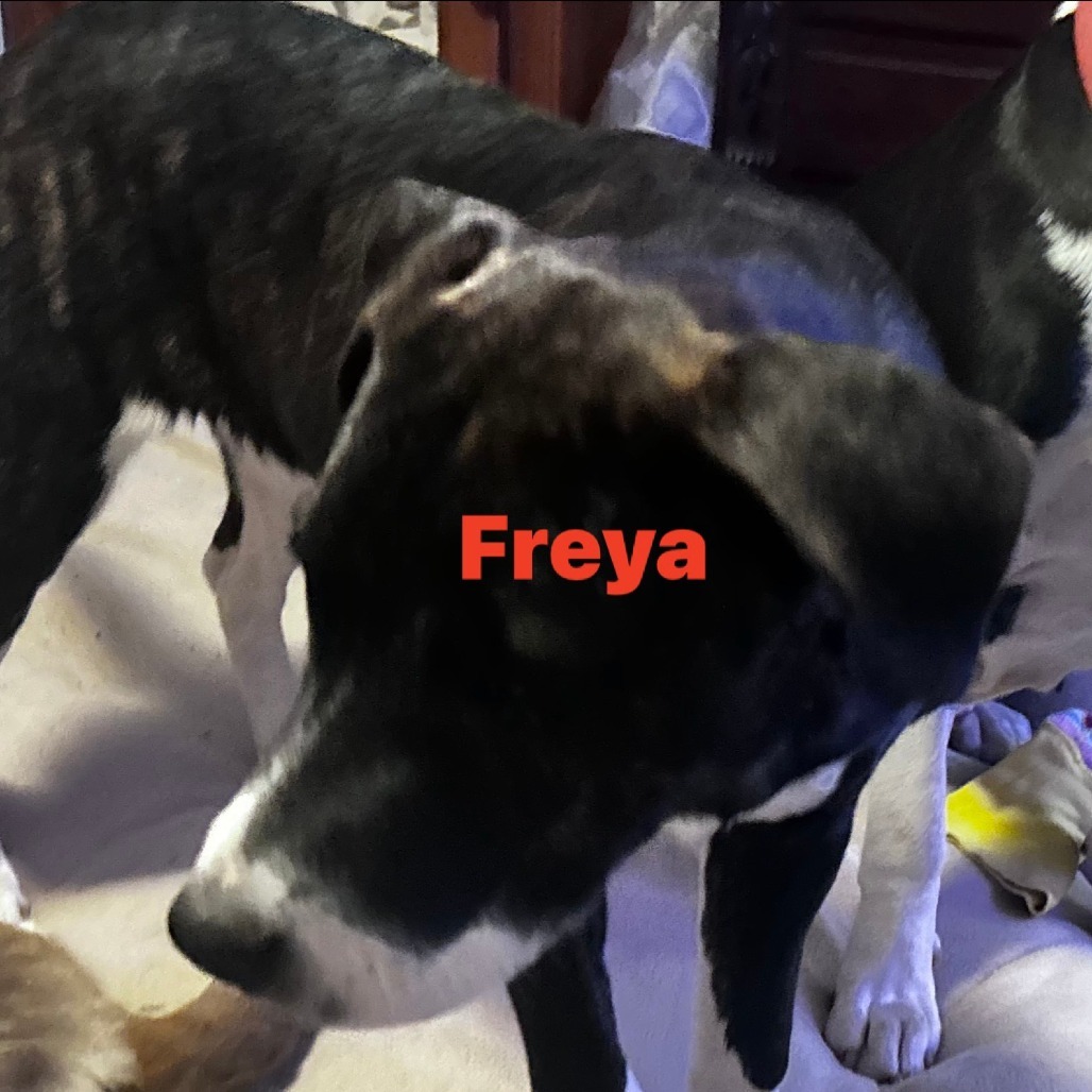 Freya Moo