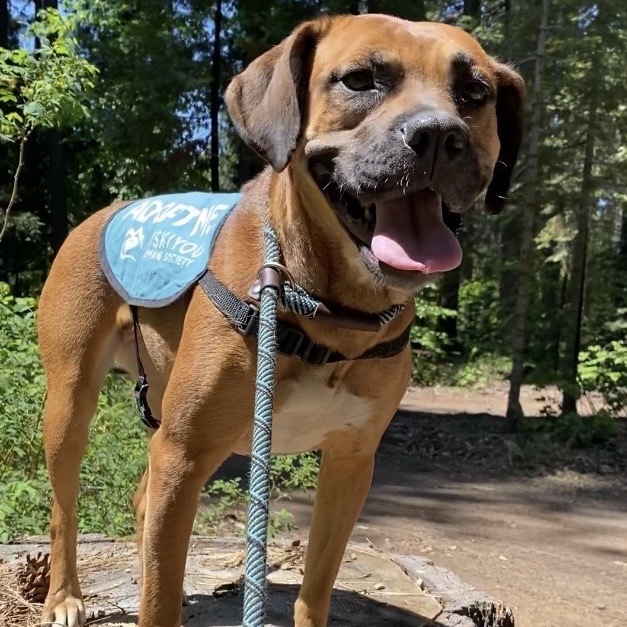 Ginger, an adoptable Pit Bull Terrier, Coonhound in Mount Shasta, CA, 96067 | Photo Image 1