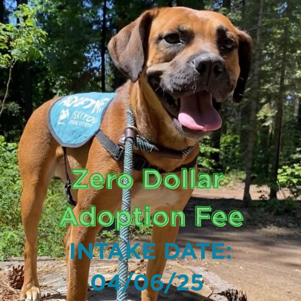 Ginger, an adoptable Pit Bull Terrier, Coonhound in Mount Shasta, CA, 96067 | Photo Image 1
